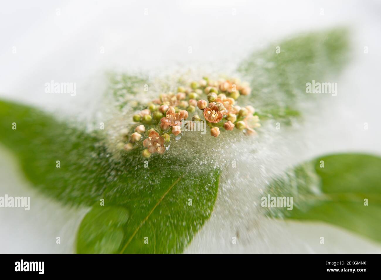 WA19308-00...WASHINGTON - An early blooming Cascara blossoms peeking out of the ice. Photographed with a Lensbaby Sweet Spot 50. Stock Photo