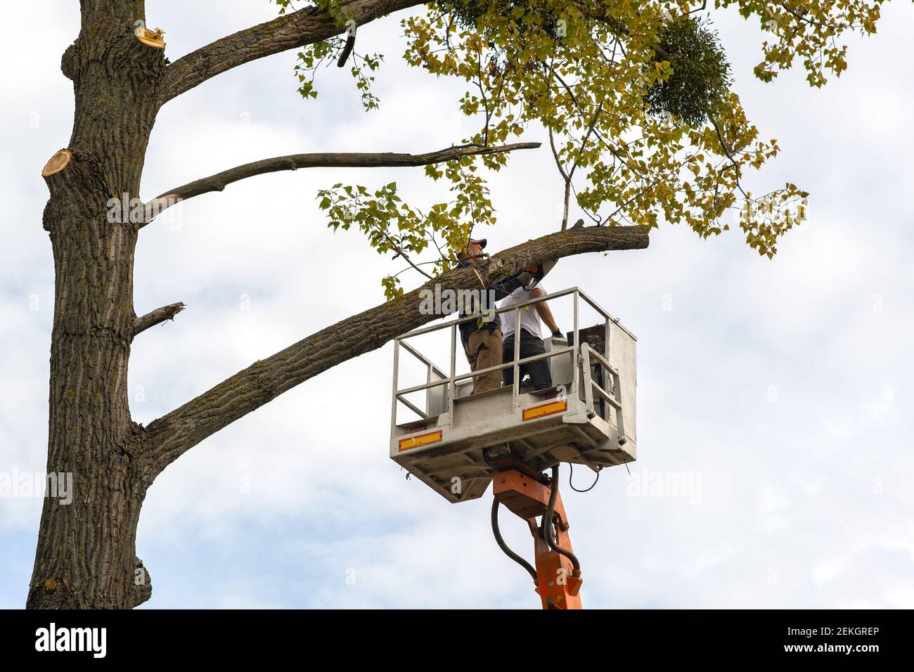 Tree branch cutter service deals
