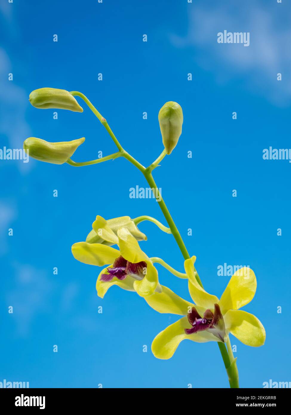 Red yellow blue flowers hi-res stock photography and images - Alamy