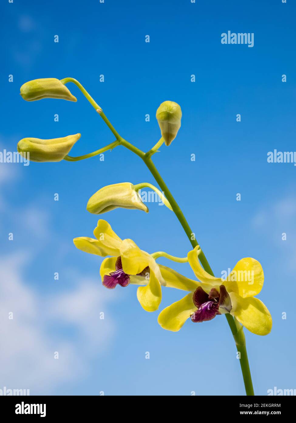 Red yellow blue flowers hi-res stock photography and images - Alamy