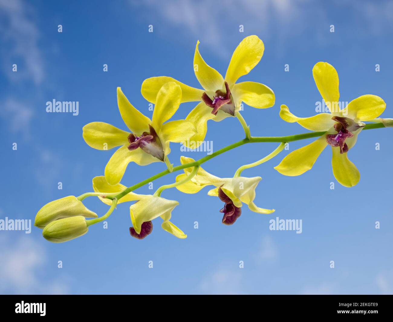Red yellow blue flowers hi-res stock photography and images - Alamy