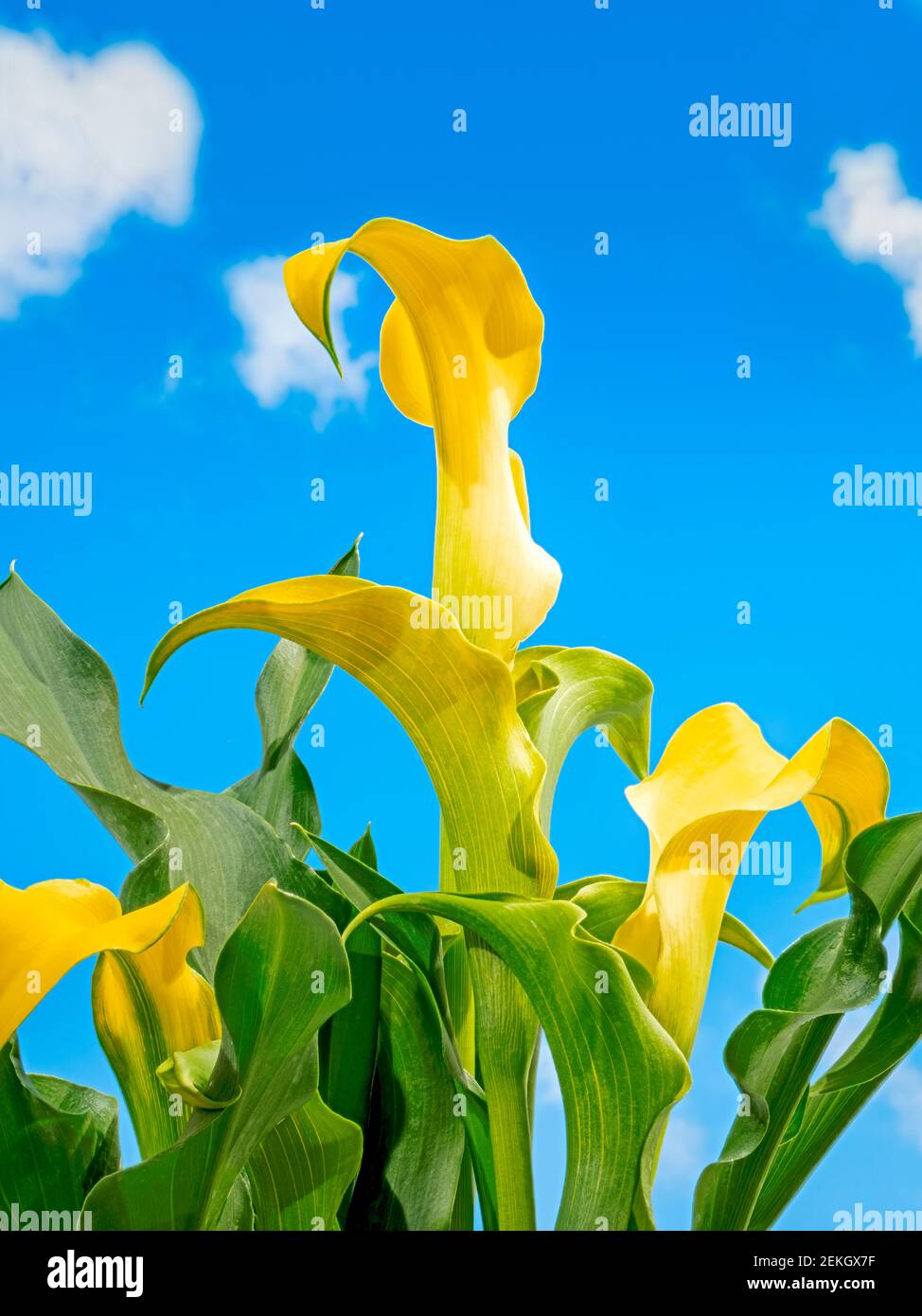 Closeup of yellow calla lily (Zantedeschia hybrid) flower against blue
