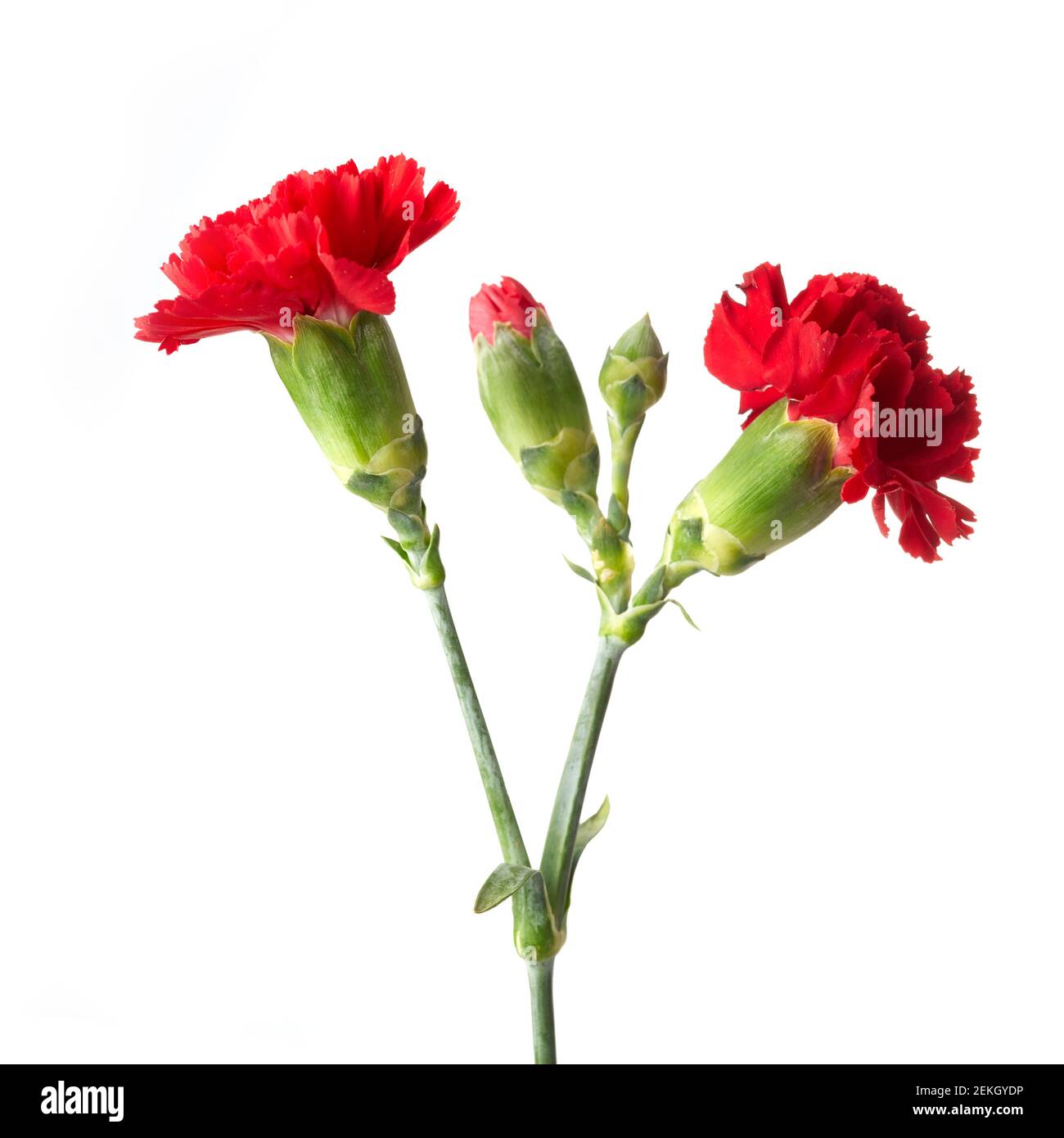 Beautiful red carnation flowers isolated on white background Stock ...