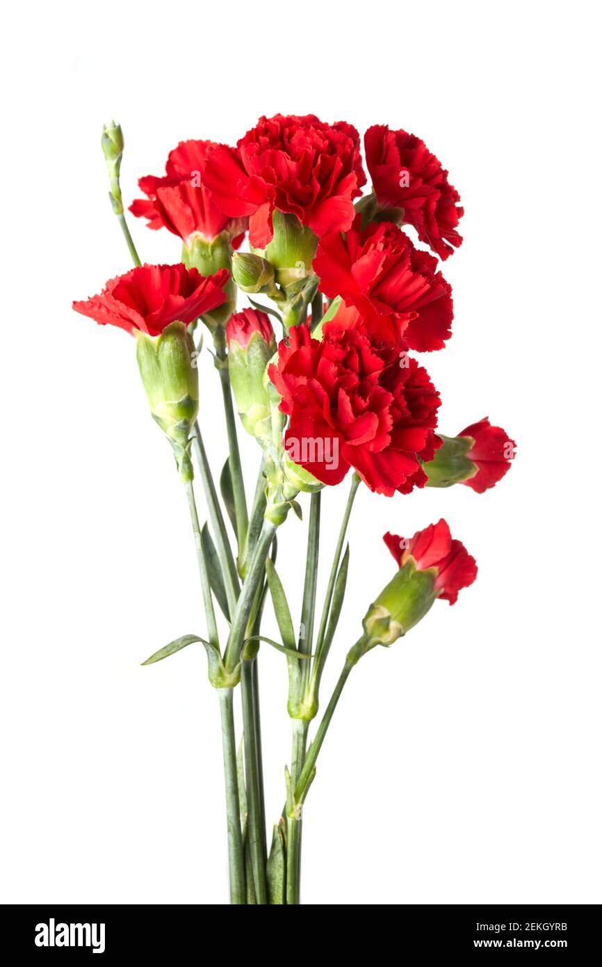Beautiful red carnation flowers isolated on white background Stock ...