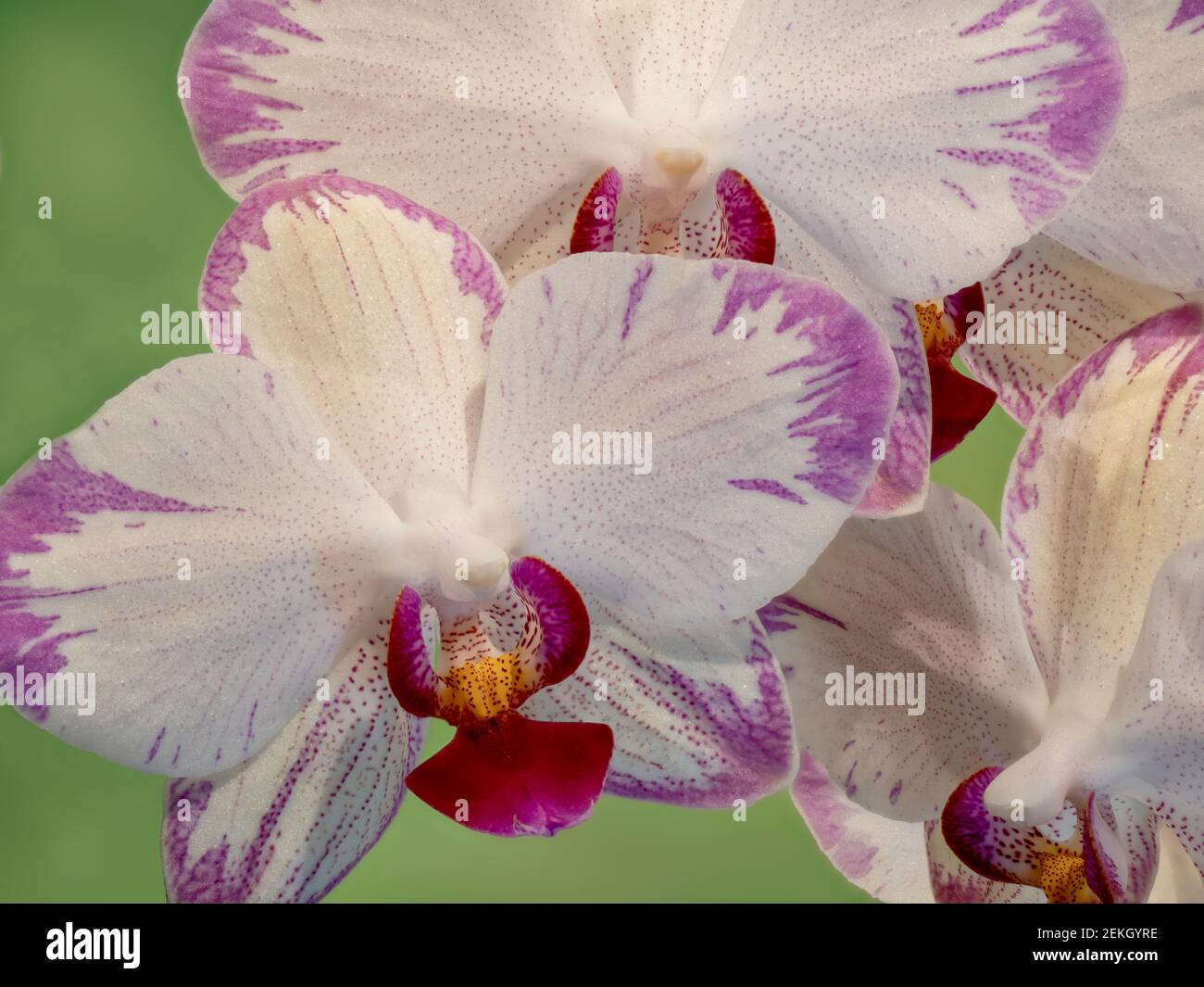 Close-up of white orchids with pink details Stock Photo
