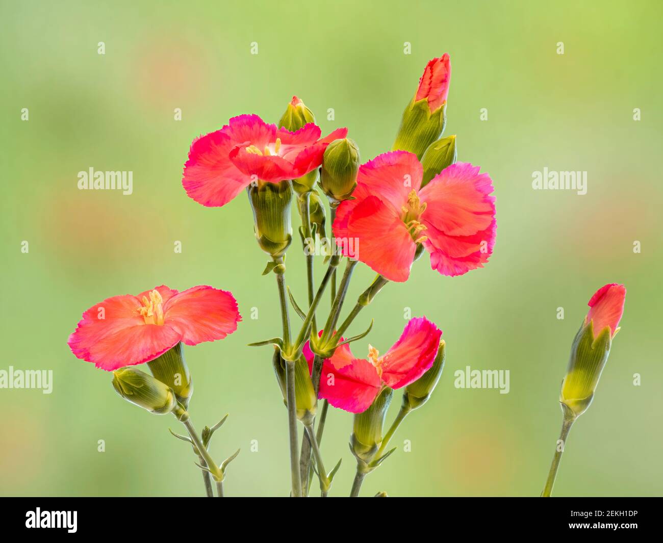 Red carnation flowers against green background Stock Photo