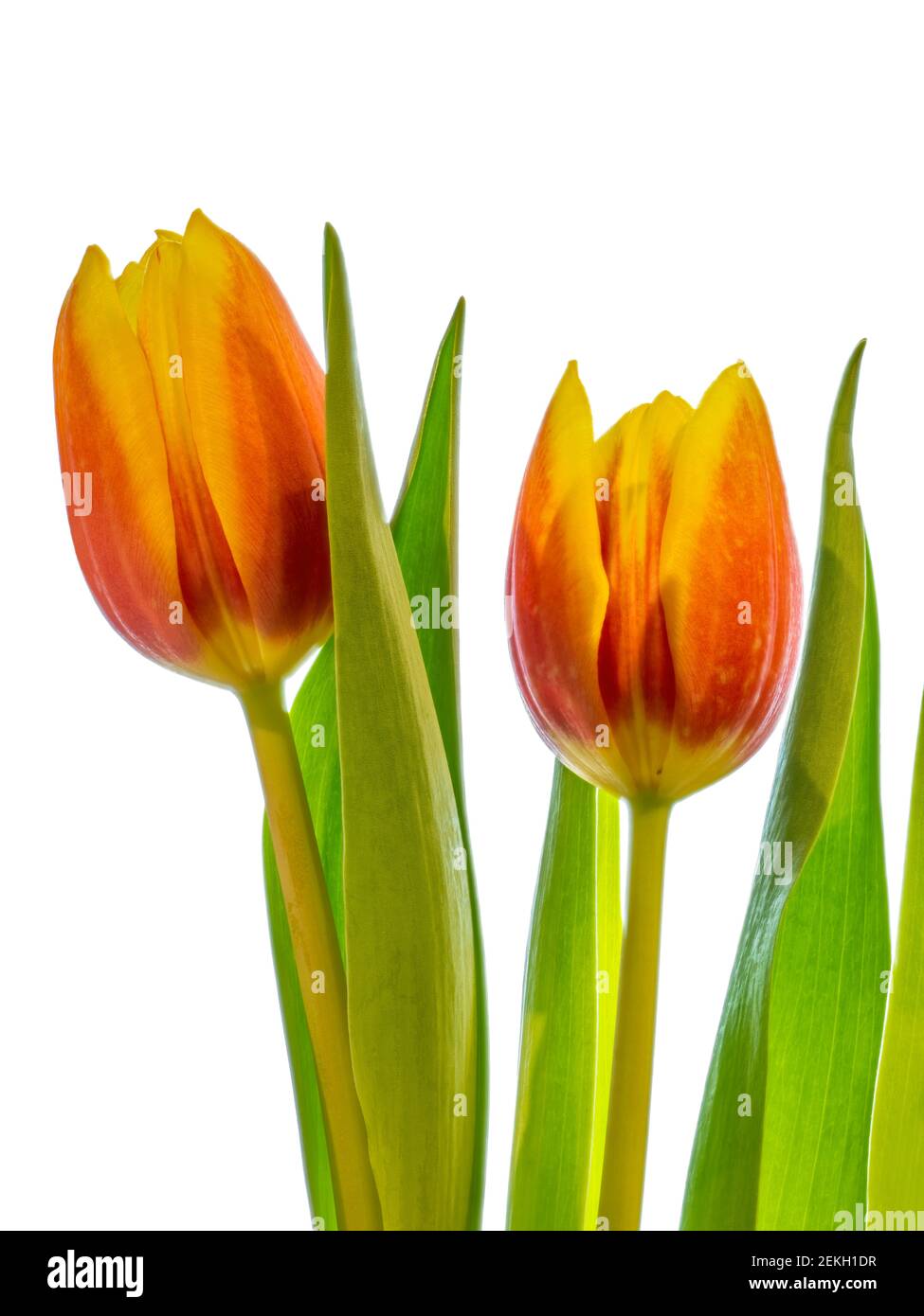 Orange tulips flowers against white background Stock Photo