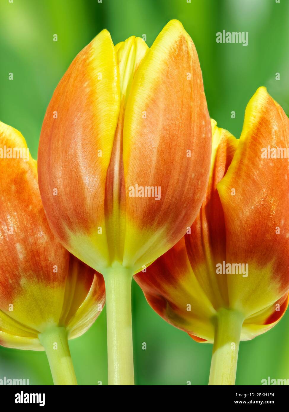 Tulip up close hi-res stock photography and images - Alamy