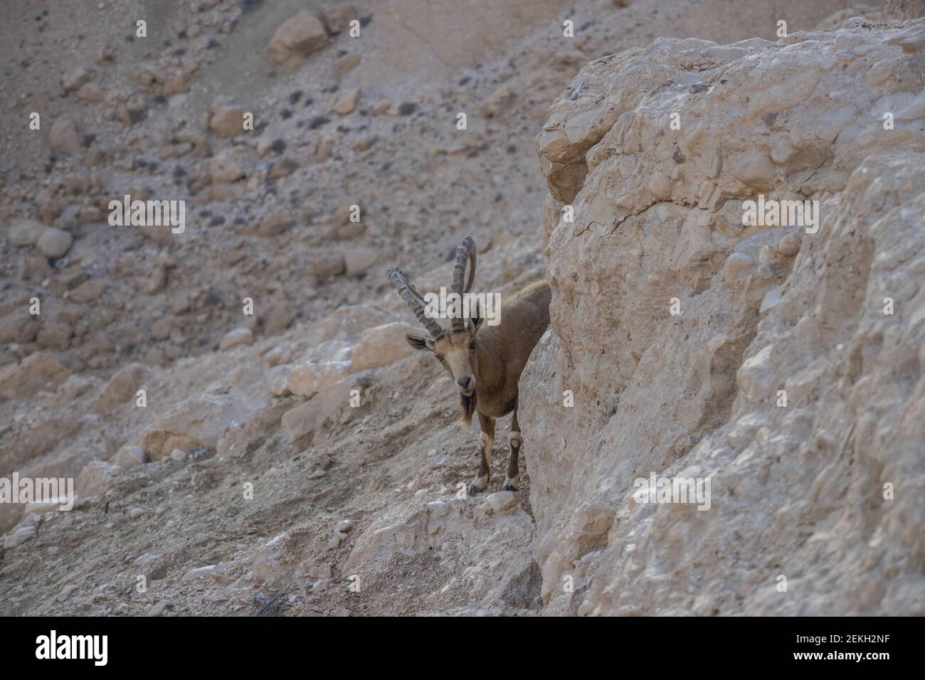 The Nubian ibex (Capra nubiana) is a desert-dwelling goat species found in mountainous areas of northern and northeast Africa, and the Middle East. Stock Photo