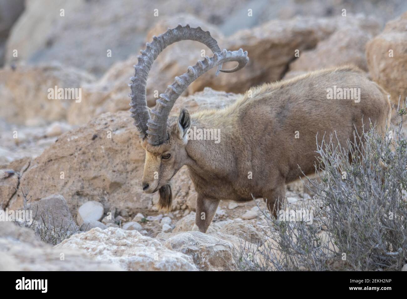 The Nubian ibex (Capra nubiana) is a desert-dwelling goat species found in mountainous areas of northern and northeast Africa, and the Middle East. Stock Photo