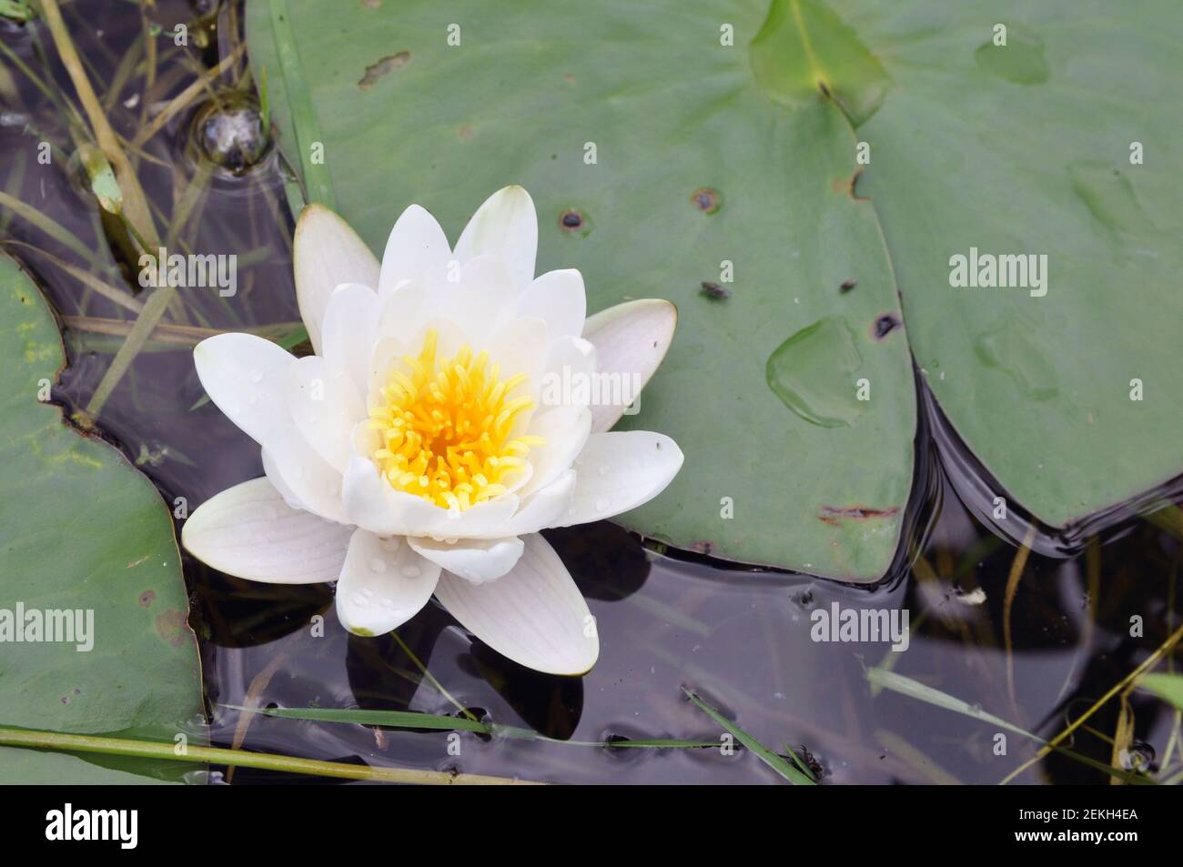 water lily with water drops on the surface of the lake Stock Photo - Alamy