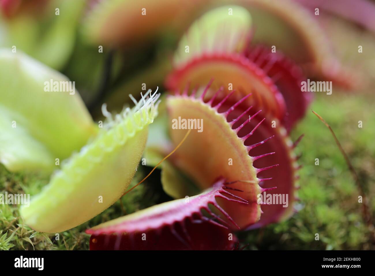 Venus flytrap Dionaea muscipula on blurred background.Carnivorous plants. Stock Photo
