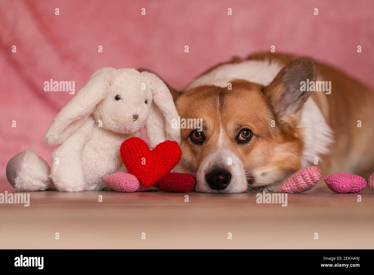 Toy dog hires stock photography and images Alamy