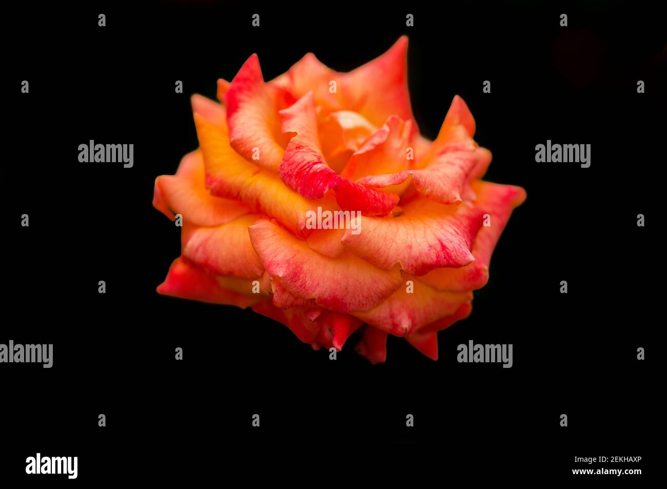 Close-up of orange rose flower against black background Stock Photo