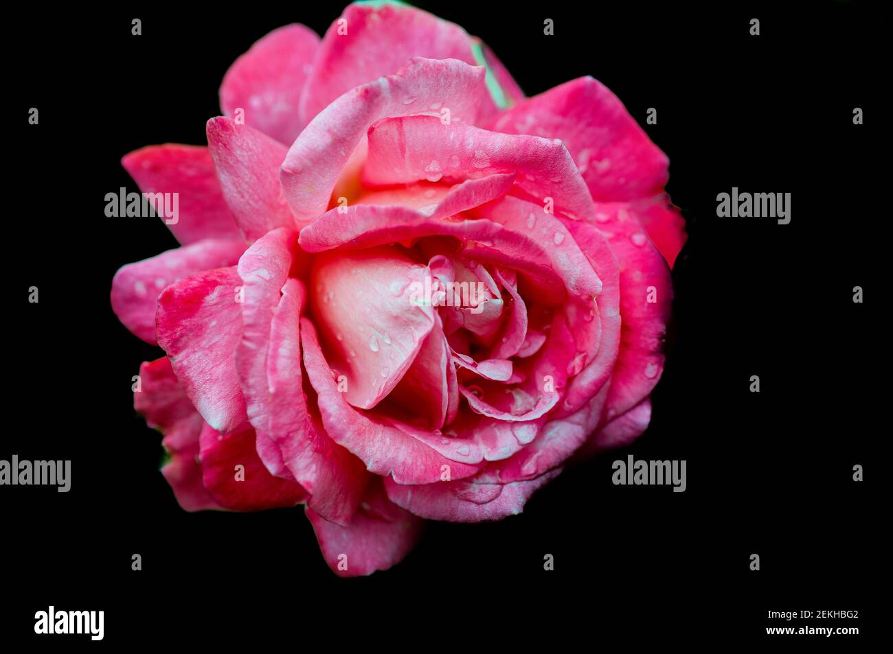 Pink rose flower head in black background Stock Photo