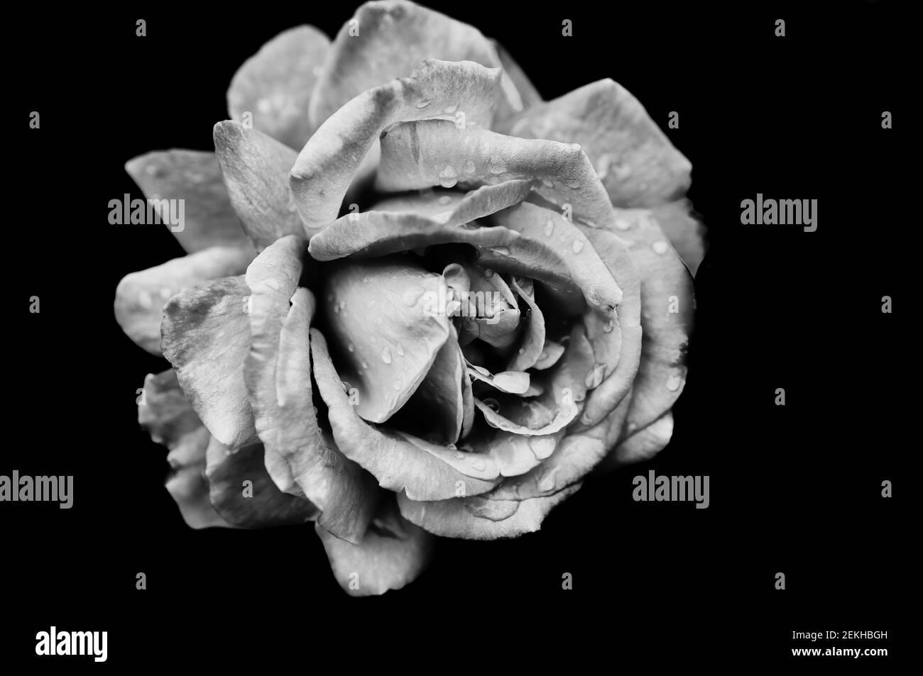 Rose flower head in black and white Stock Photo