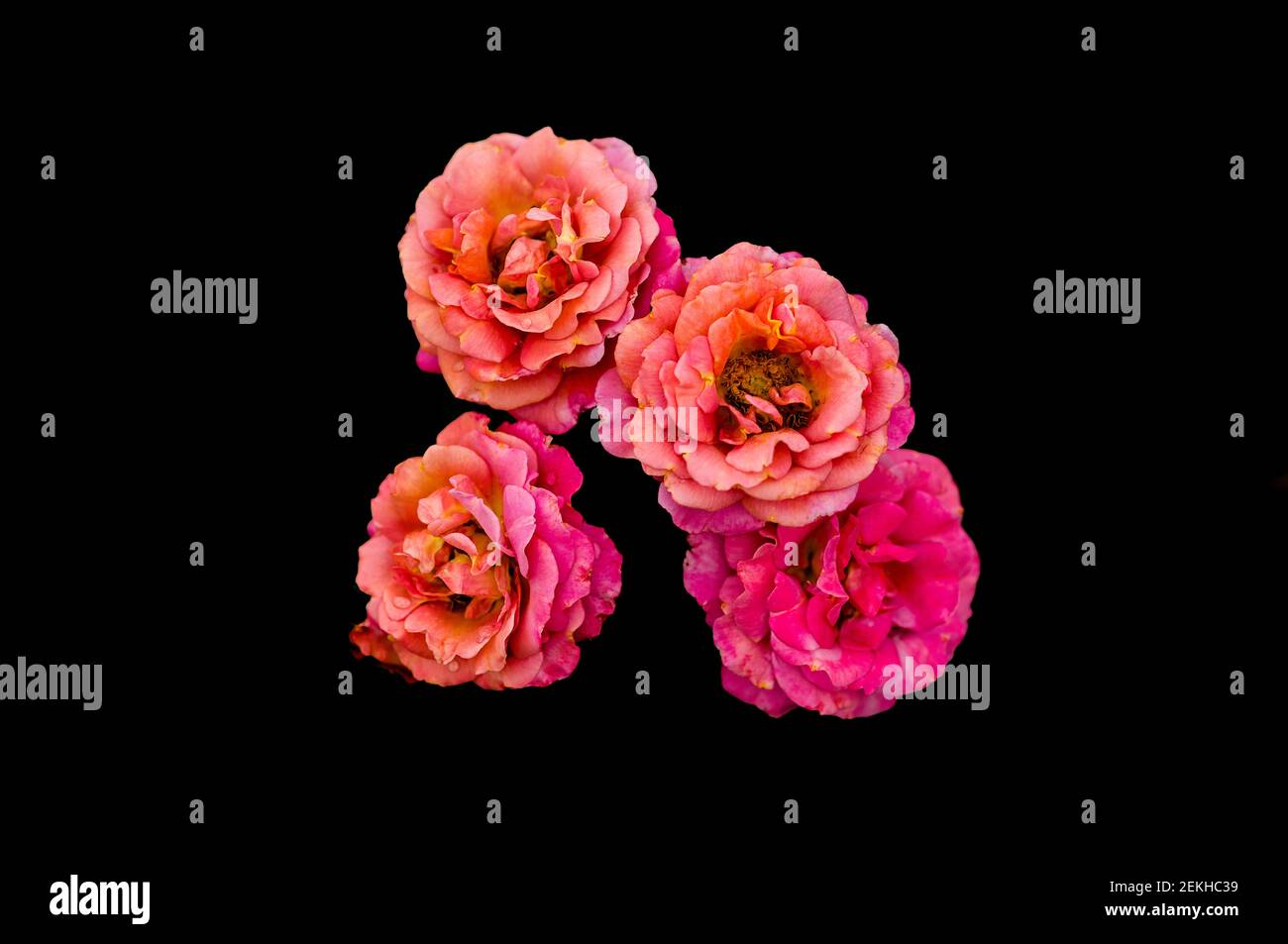 Pink rose flower heads in black background Stock Photo