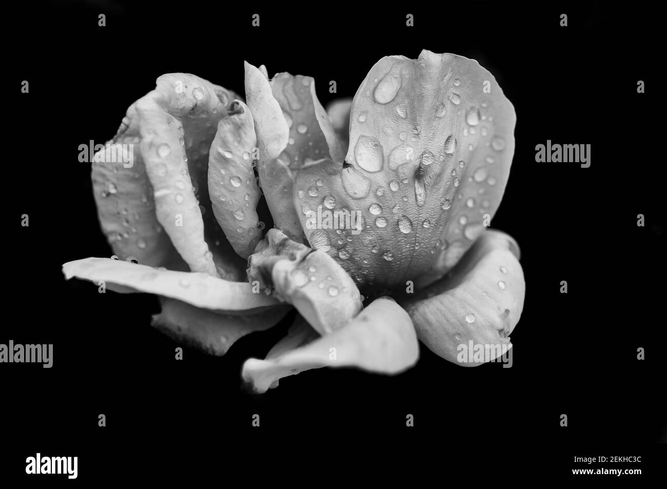 Rose flower head in water drops in black and white Stock Photo