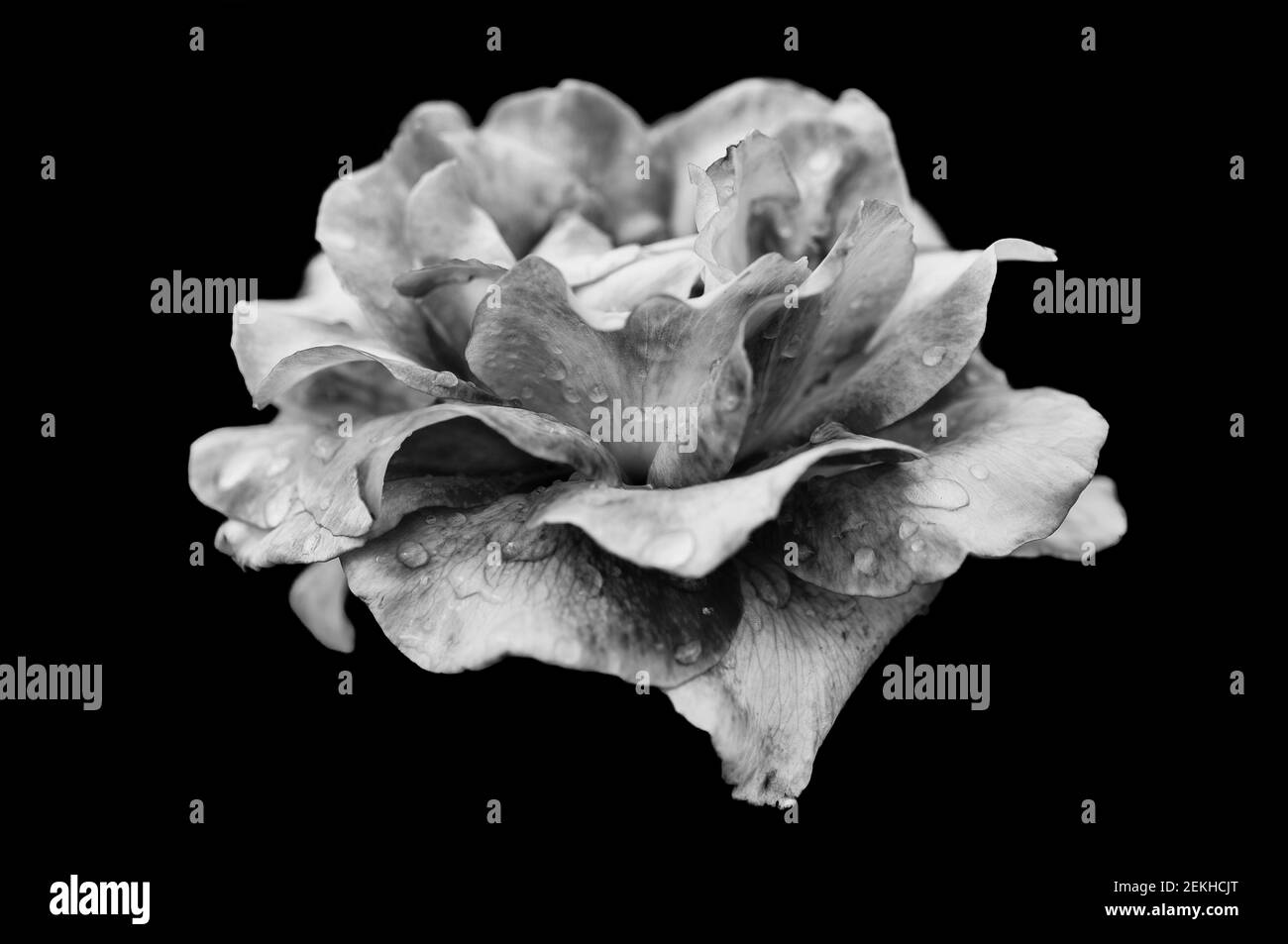 Rose flower head in black and white Stock Photo