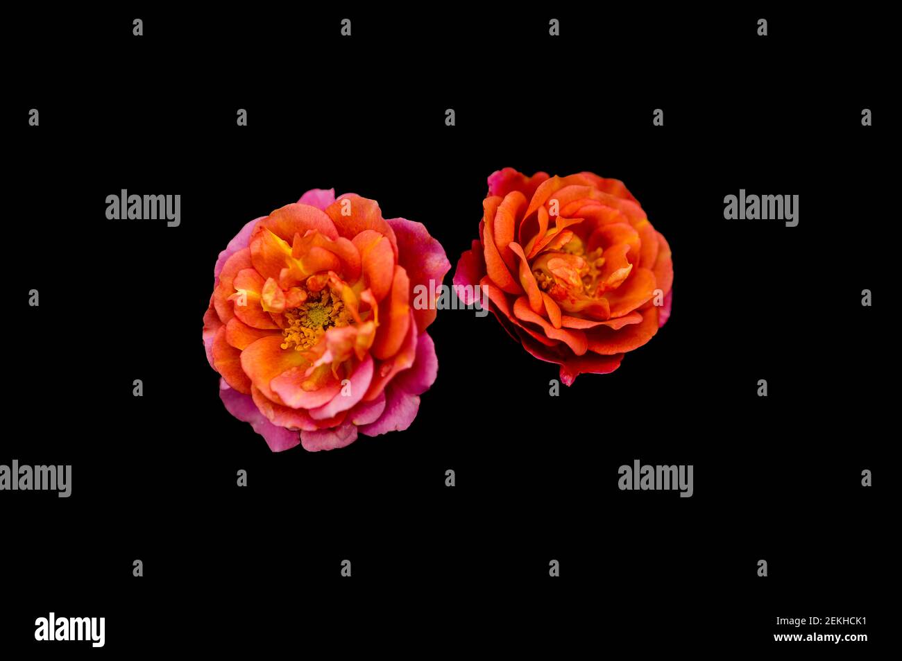Orange and pink rose flower heads in black background Stock Photo