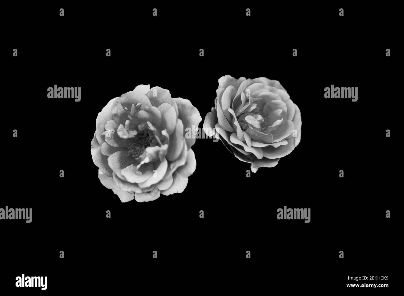 Rose flower heads in black and white Stock Photo