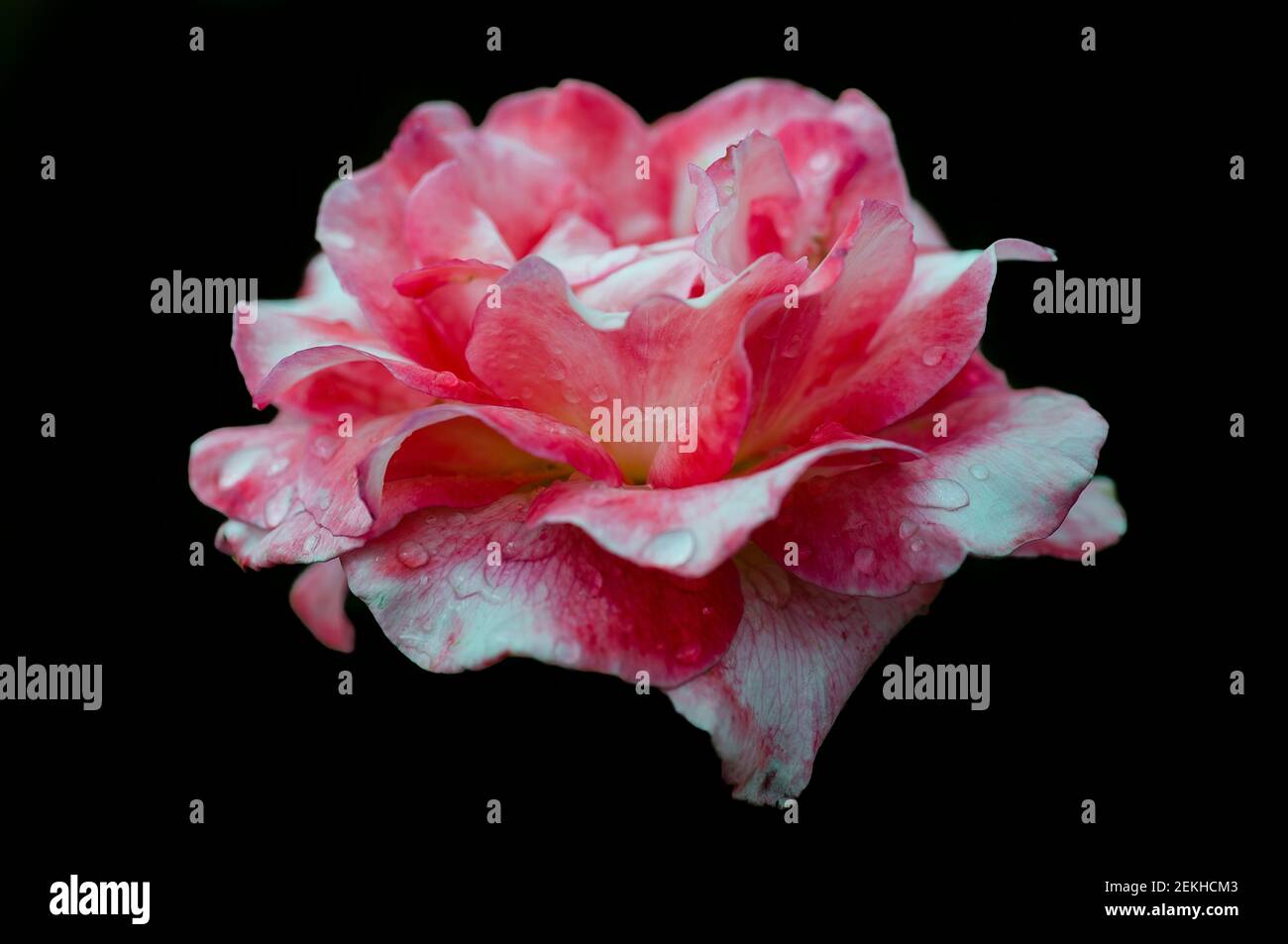 Pink rose flower head in black background Stock Photo