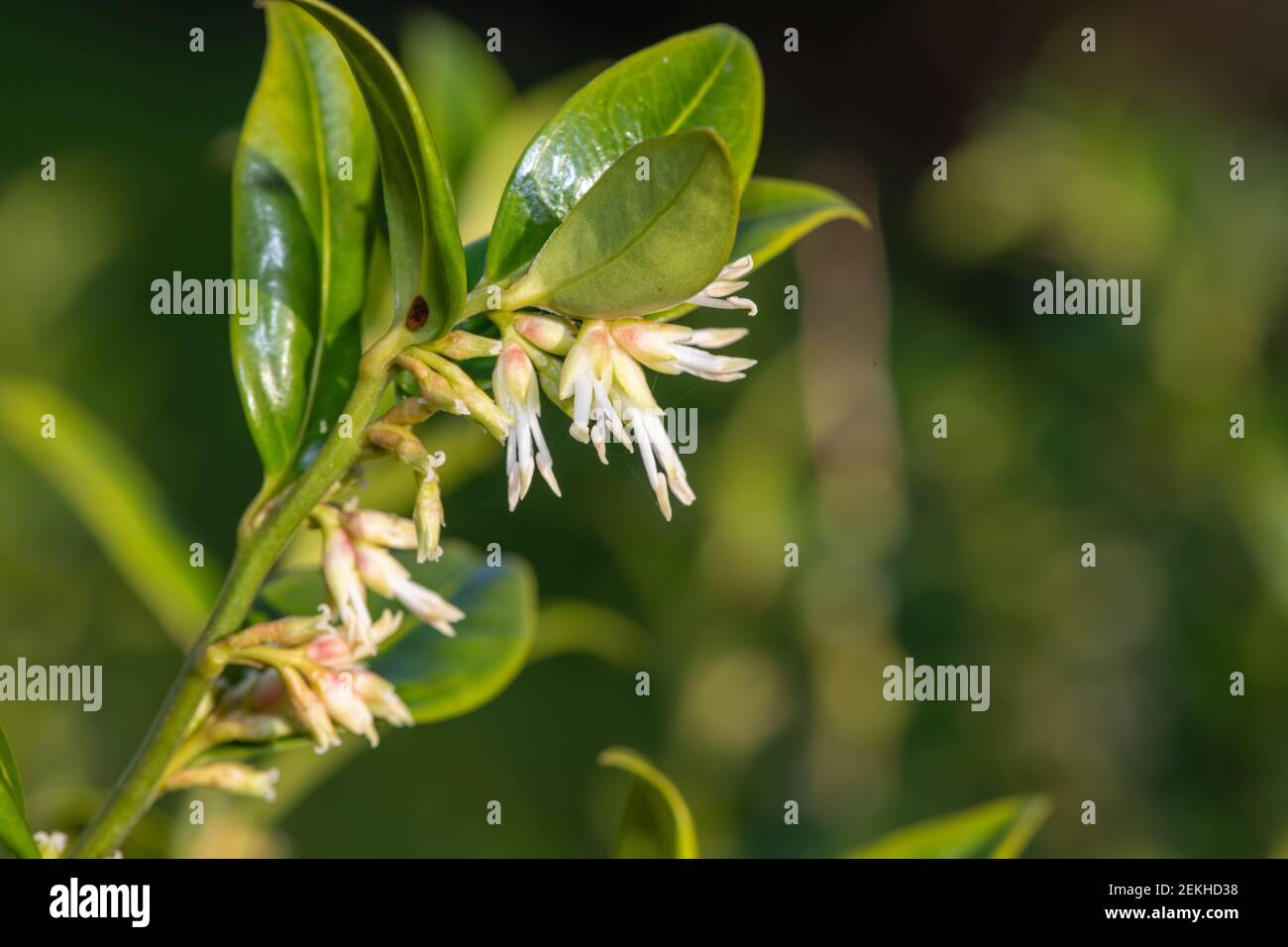 Close up of flowers on a sweet box (sarcococca confusa) shrub Stock ...