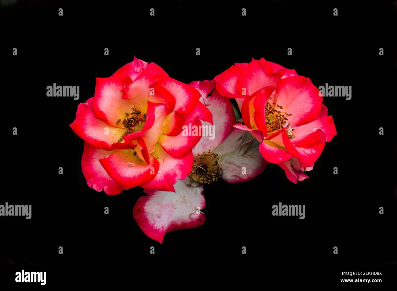 Pink rose flower heads in black background Stock Photo