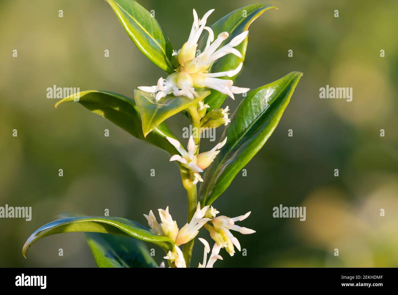 Close up of flowers on a sweet box (sarcococca confusa) shrub Stock ...