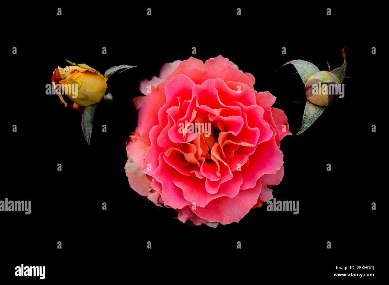 Pink rose flower head and two buds in black background Stock Photo