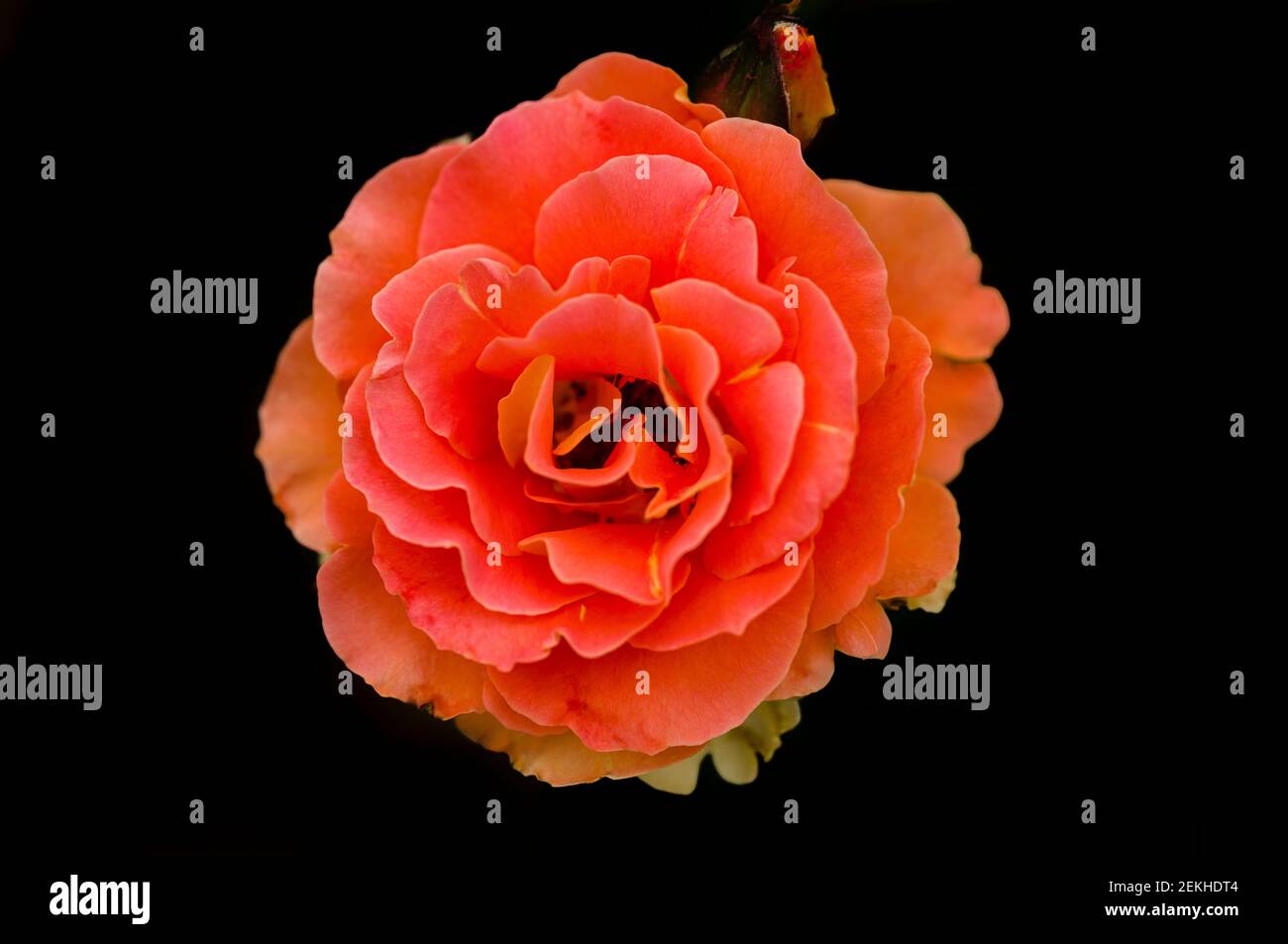 Orange rose flower head in black background Stock Photo