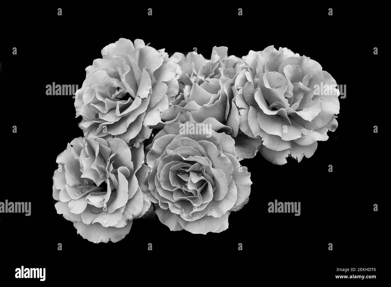 Rose flower heads in black and white Stock Photo