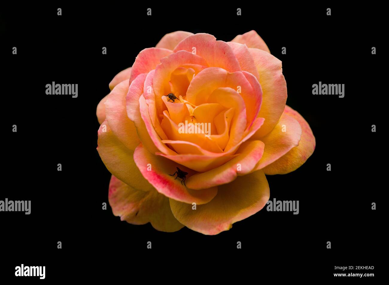 Flies on yellow and pink rose flower head in black background Stock Photo