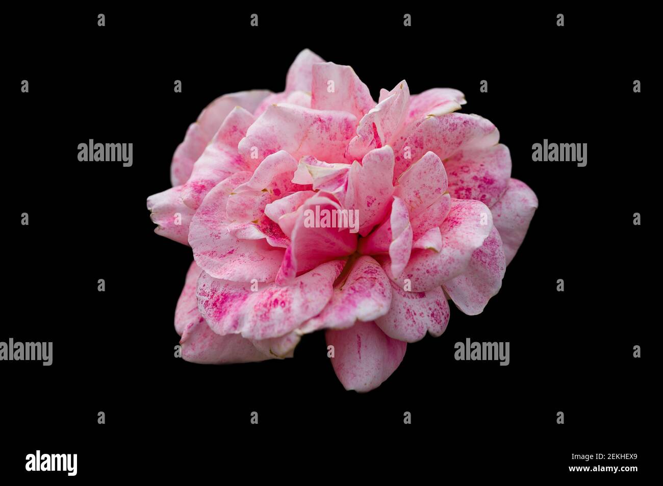 Pink and white rose flower head in black background Stock Photo