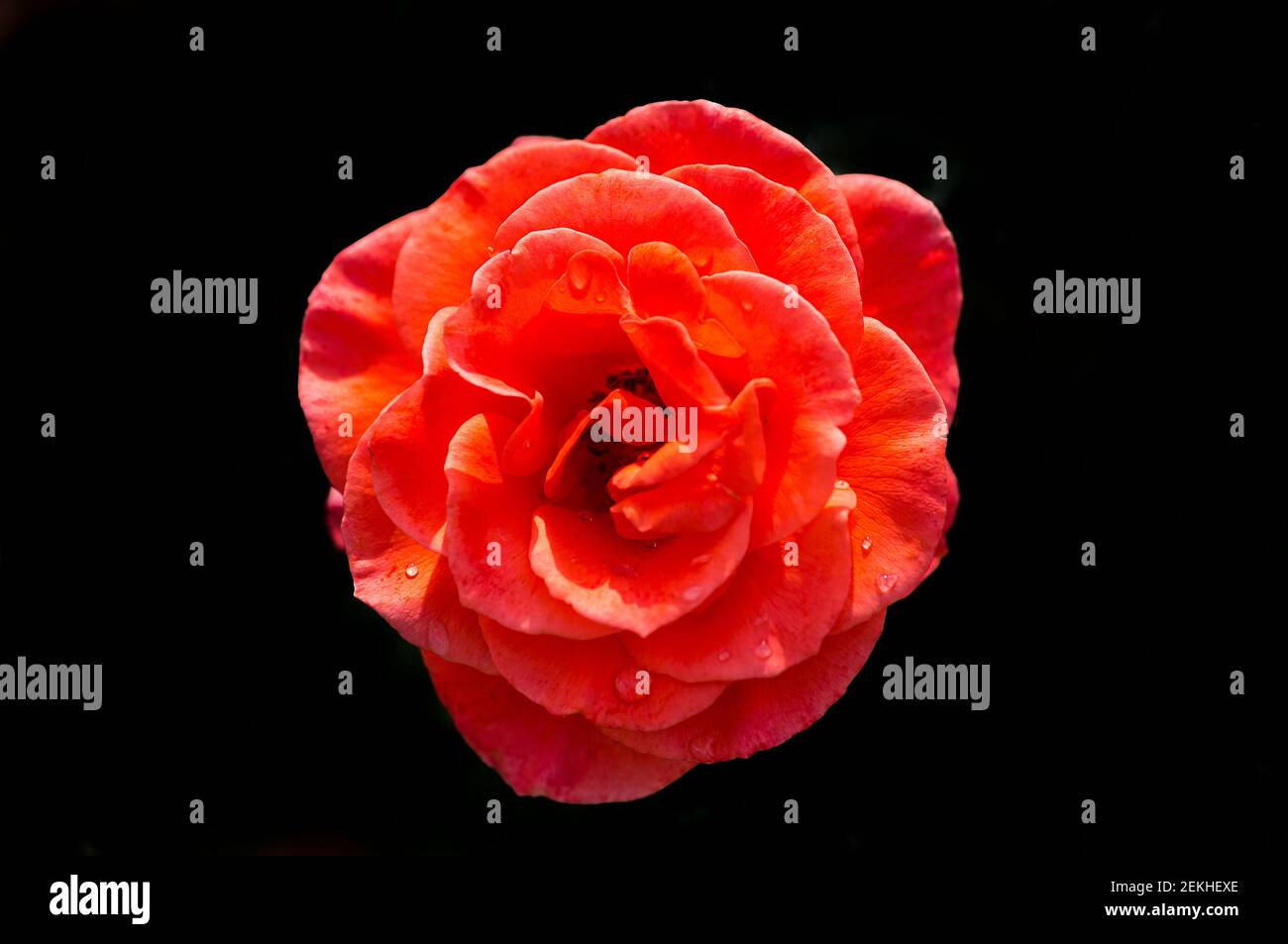 Red rose flower head in black background Stock Photo