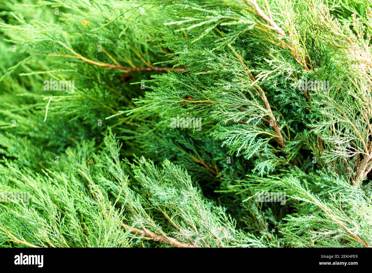 soft focus close-up of a branch of a bright green cedar bush. Background from dense branches of pine or thuja. Vacation, travel, building concept. Stock Photo