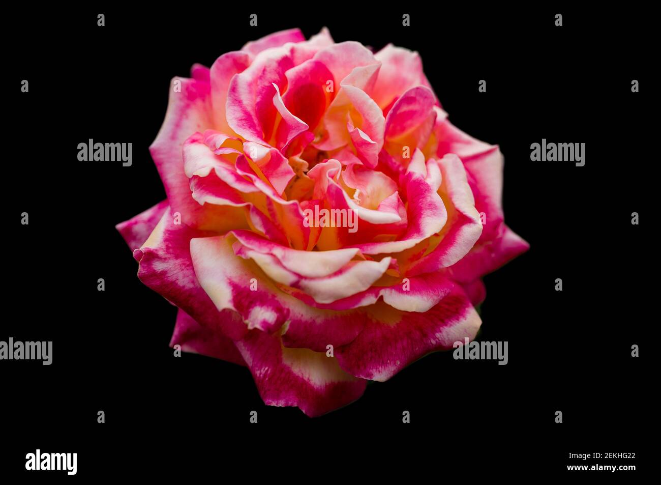 Pink and yellow rose flower head in black background Stock Photo