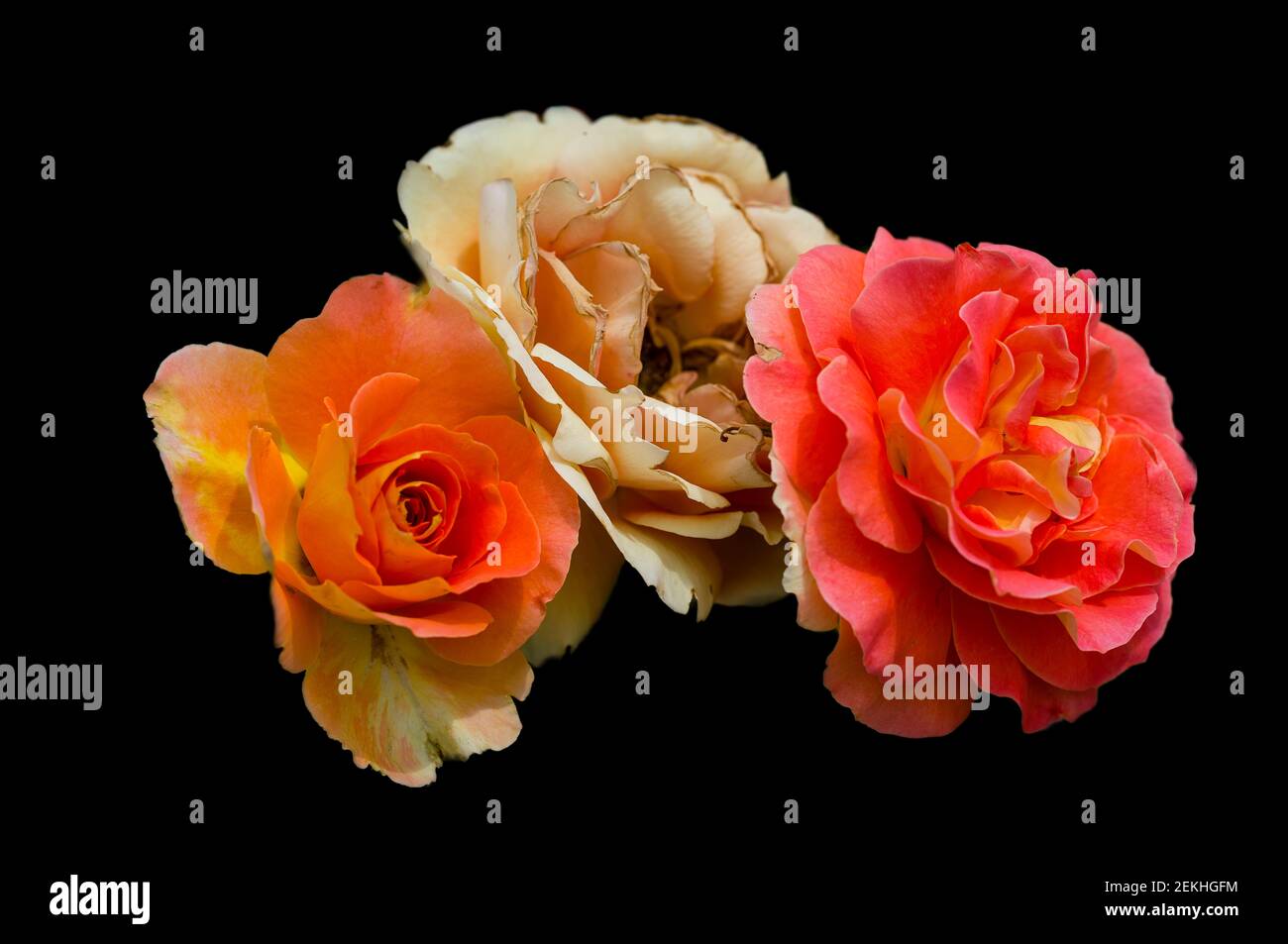 Close-up of three rose flowers against black background Stock Photo