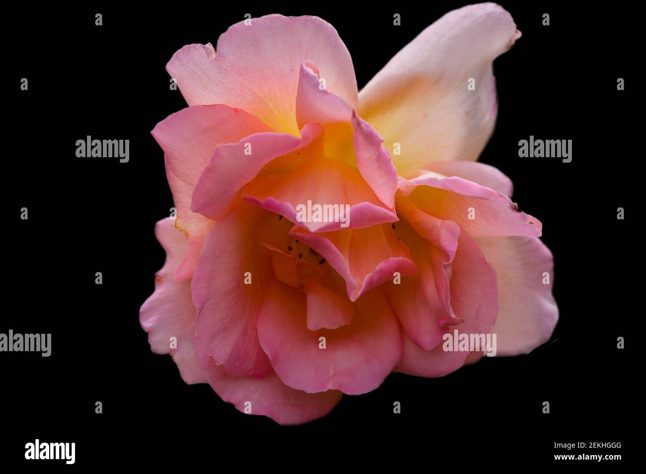 Close-up of pink rose flower against black background Stock Photo