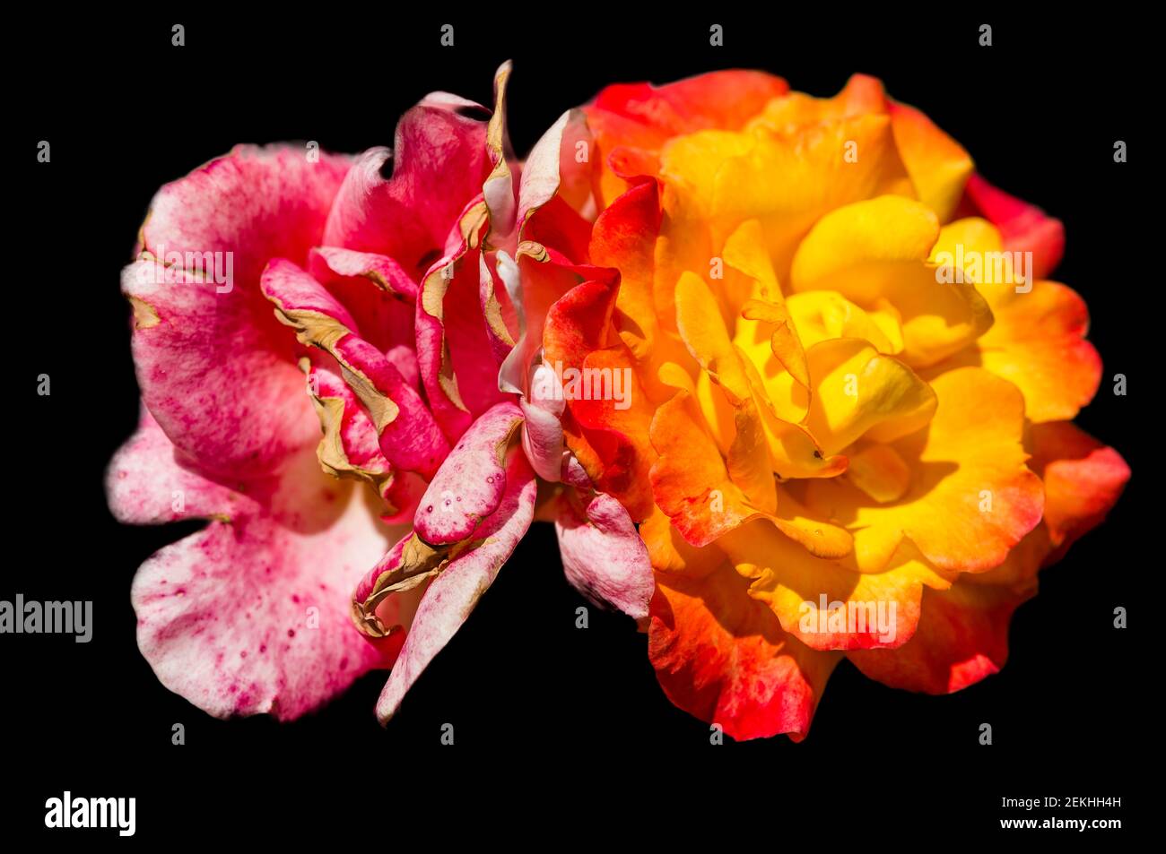 Two Colour Roses Background Two color background hi-res stock photography and images - Alamy
