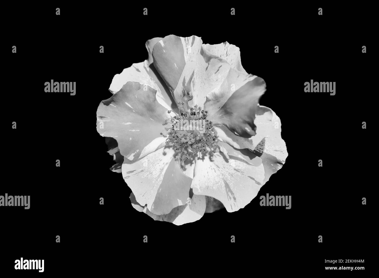 Black flower background hi-res stock photography and images - Alamy
