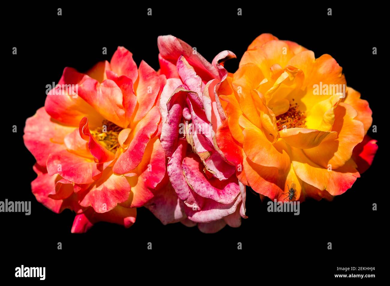 Close-up of three rose flowers against black background Stock Photo