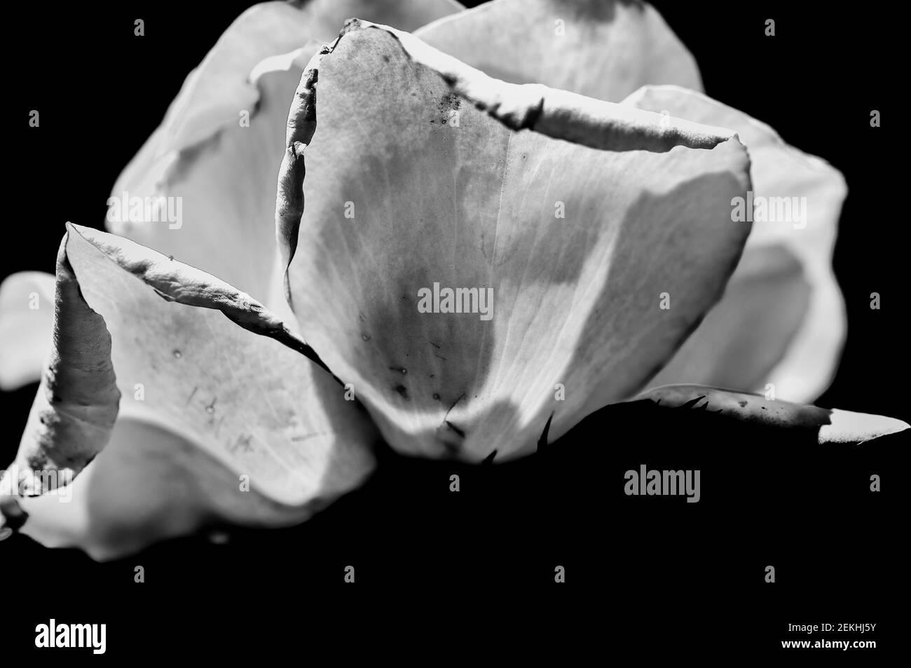 Black and white photograph with close-up of rose against black background Stock Photo