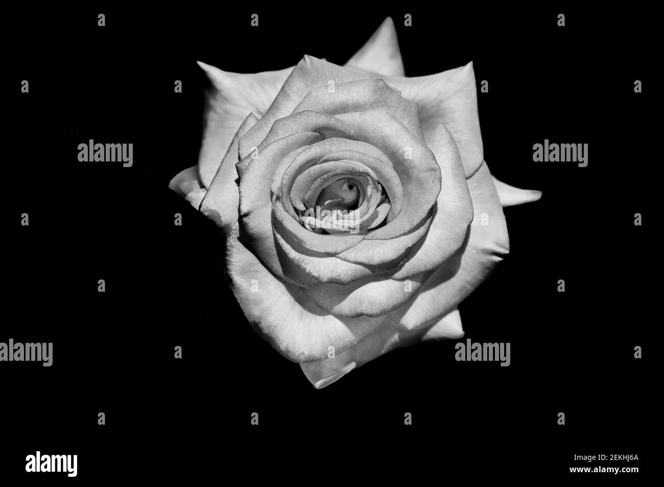 View from above of black and white rose against black background Stock Photo
