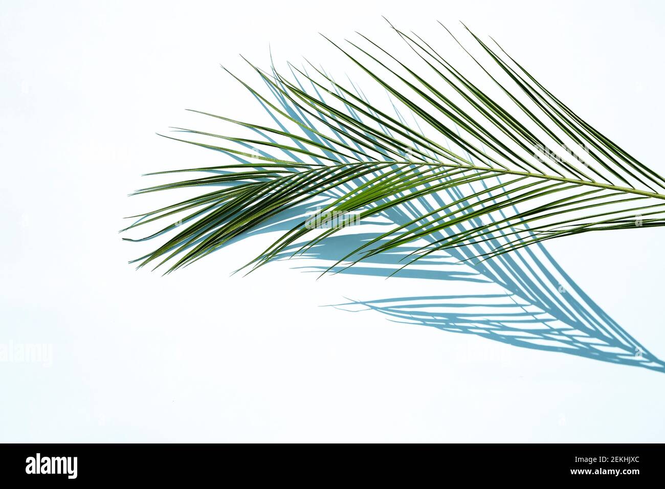 Palm leaf with the shadow on blue background Stock Photo