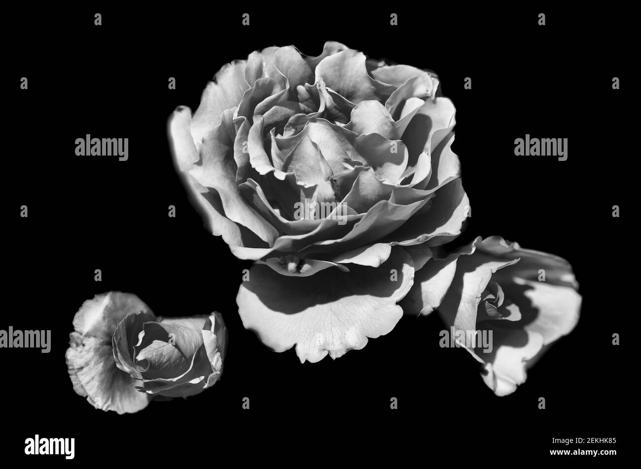 Black and white roses against black background Stock Photo