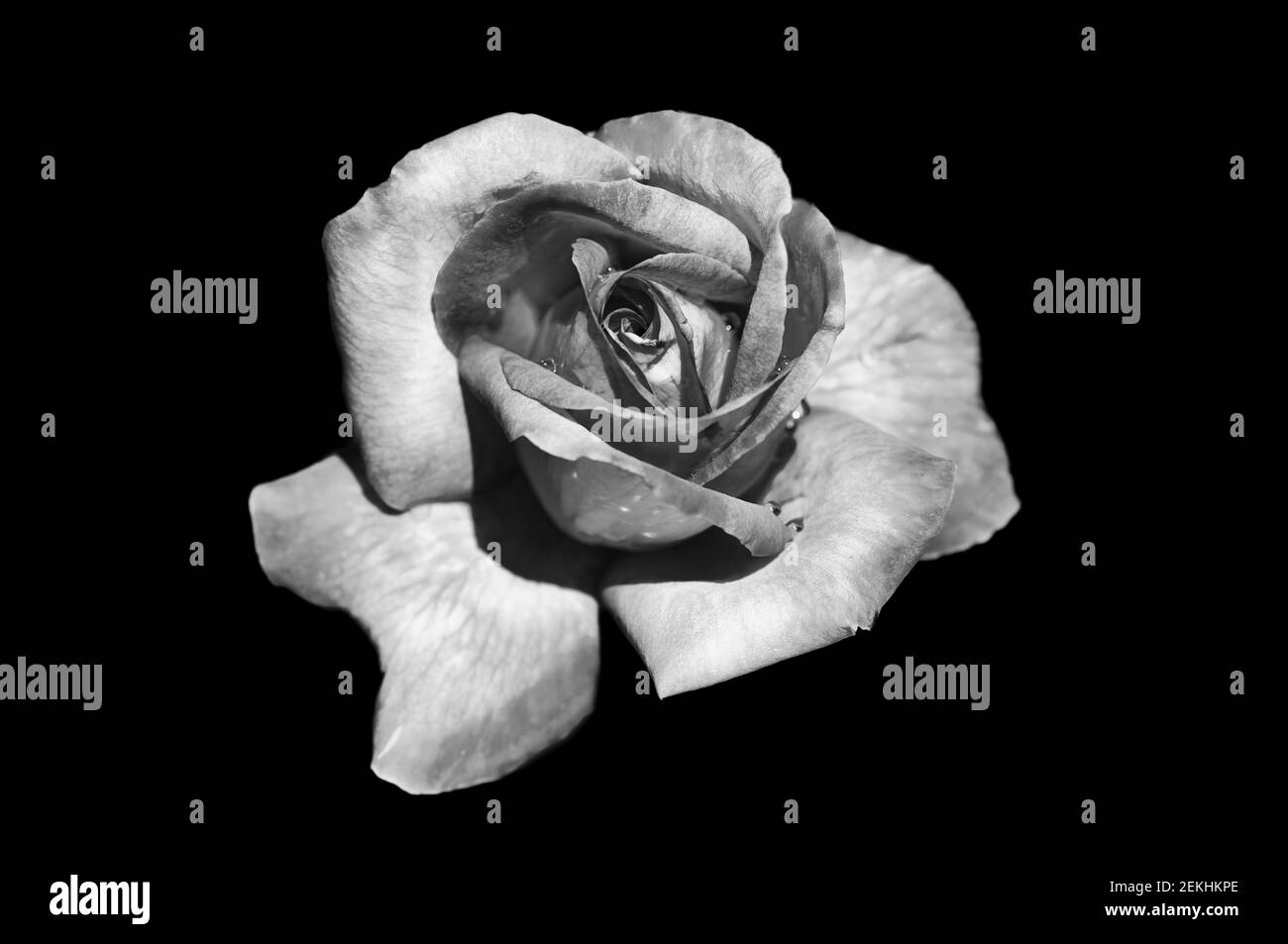 Black and white rose against black background Stock Photo