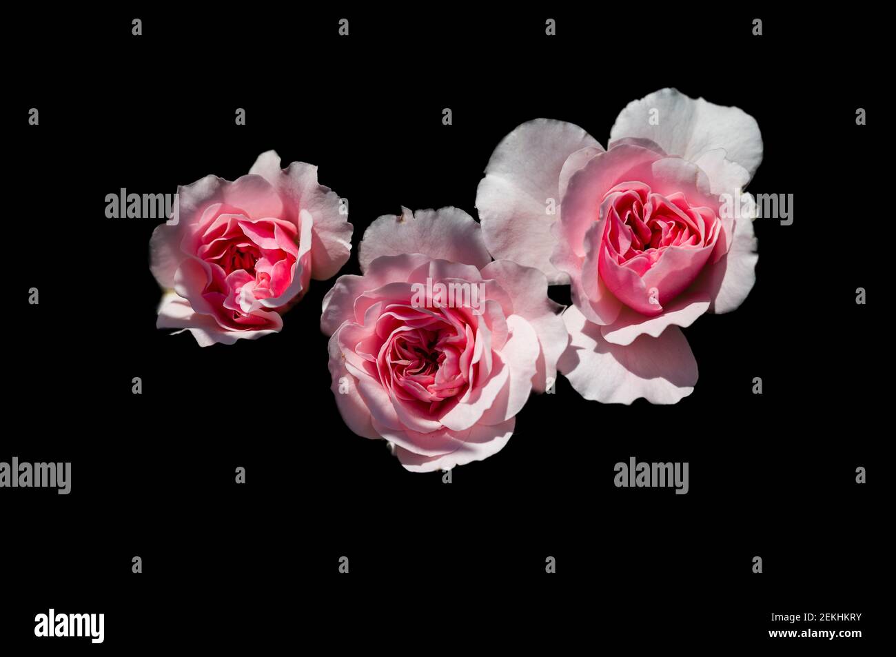 White and pink roses against black background Stock Photo