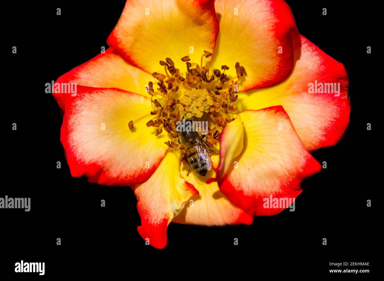 Red and yellow rose with bee against black background Stock Photo