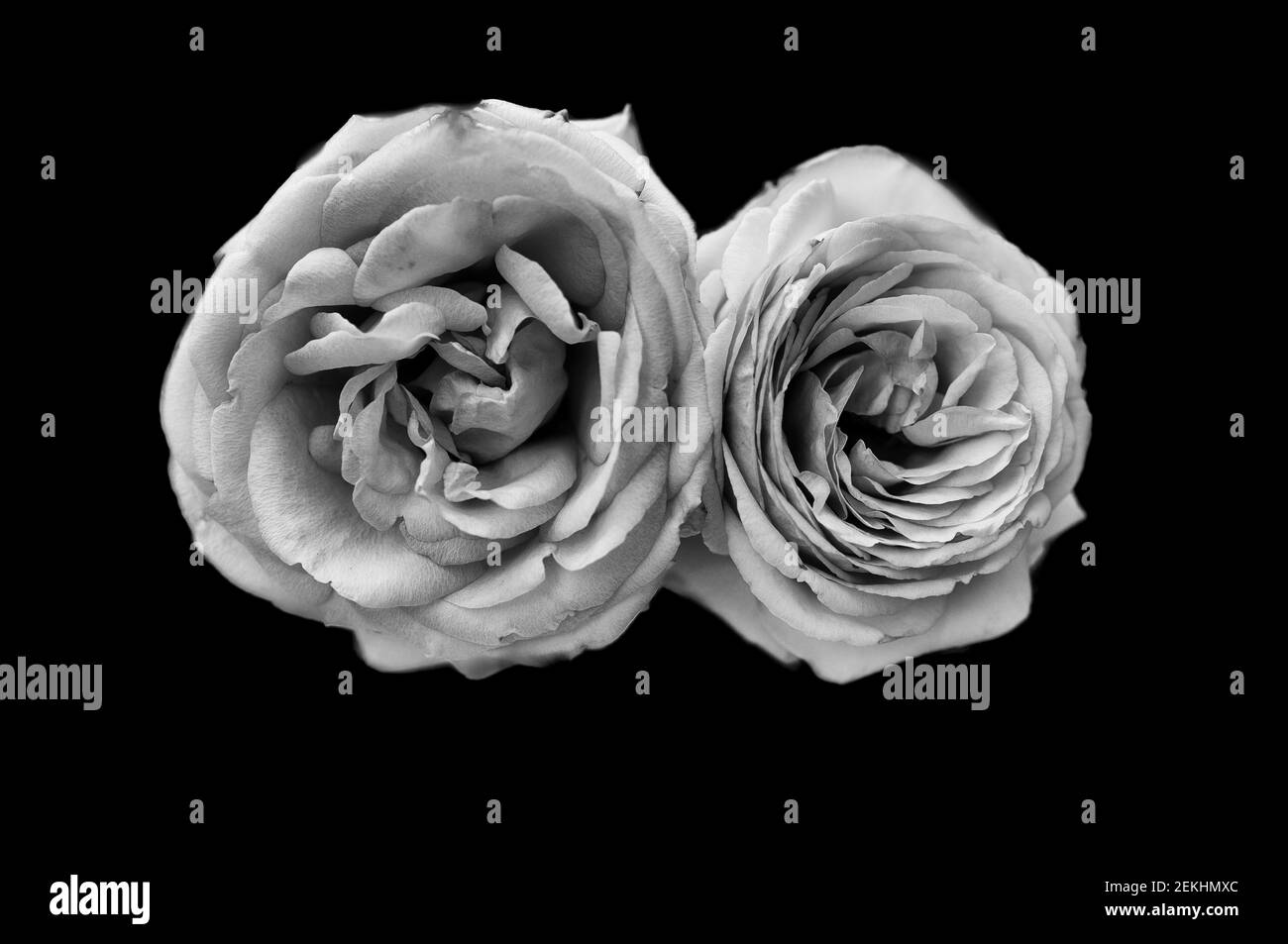 Two black and white roses against black background Stock Photo Alamy